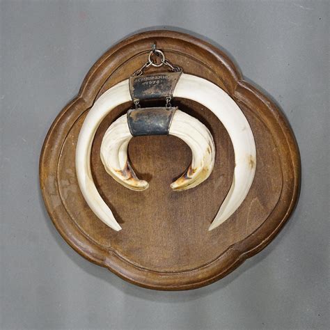 Large Vintage Wild Boar Tusk Trophy on Wooden Plaque, Germany 1970s For ...