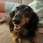 Happy Doggo Meme Generator - Imgflip