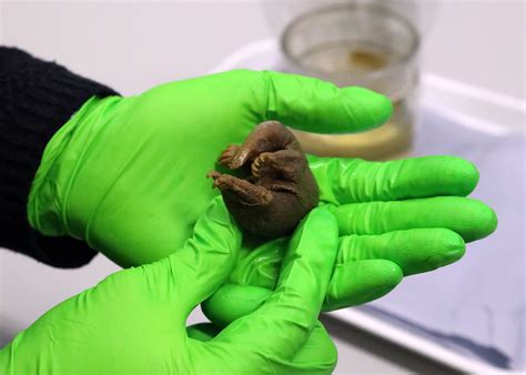 Baby Platypus Egg
