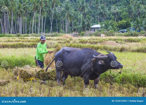 Filipino Agriculture 的图像结果