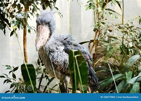 Rare Shoebill Bird with a Big Beak in the Wild Green African Jungles ...