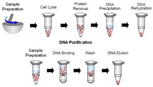 DNA Isolation Animation 的图像结果
