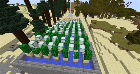 Image result for How to Make a Cactus XP Farm Java