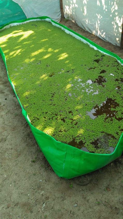 BIO BLOOMS AGRO INDIA PRIVATE LIMITED 200 GSM Hdpe Azolla Bed/Pond/Tank ...