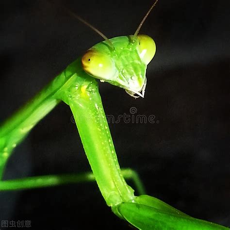 Why do praying mantises eat their mates after mating?Expert: In order ...