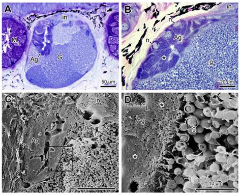 Morphology of the Cutaneous Poison and Mucous Glands in Amphibians with ...
