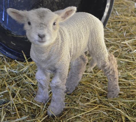 Olde English Baby Doll Miniature Southdown sheep