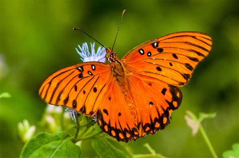 Real Orange Butterfly