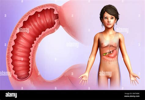 Image result for Duodenum Part