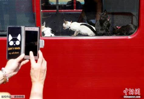 日本现"猫咪列车" 旨在提醒公众关注流浪猫_新闻中心_中国网