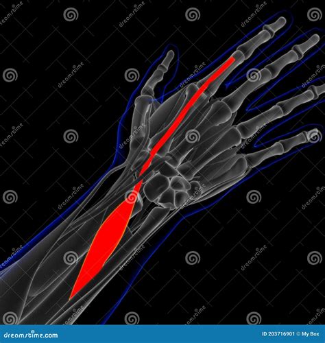 Extensor Indicis Muscle Anatomy for Medical Concept 3D Illustration ...