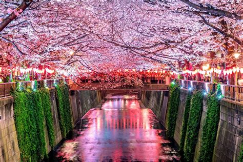 Tokyo Cherry Blossoms: The 10 Best Viewing Spots of 2021 - Tokyo Night Owl
