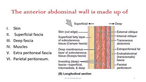 Surgical anatomy of Abdominal wall | PDF
