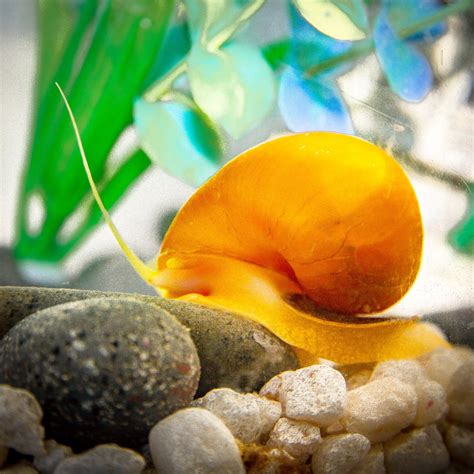 Freshwater Snails For Aquarium at Kevin Davidson blog