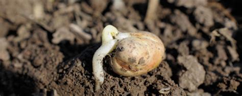 Die 8 häufigsten Fehler bei der Aussaat von Ackerbohnen | agrarheute.com