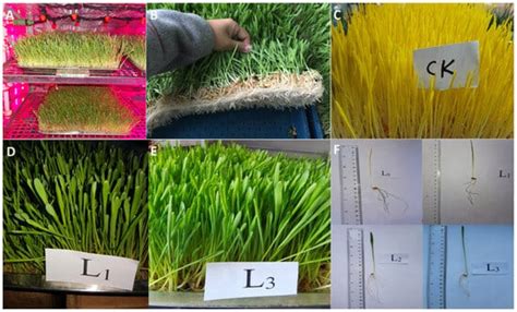 Light Intensity Affects Growth and Nutrient Value of Hydroponic Barley ...