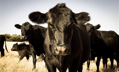 Black Angus Cattle