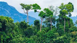 Amazon trees are growing bigger than ever before — and the reason is ...