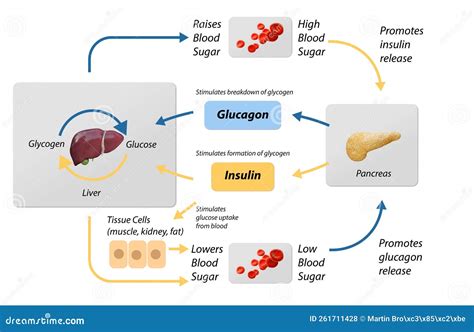 Blood Sugar Feedback Loop Diagrams 21.2 How Hormones Regulate Blood
