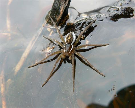 Introduction to Fishing Spiders - The Infinite Spider