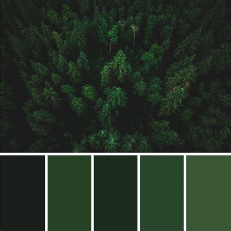 Forest Green Color Palette | Green color names, Green palette, Green ...