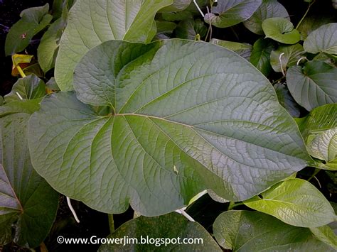 Garden Adventures: Hoja santa, Acuyo (Piper auritum)