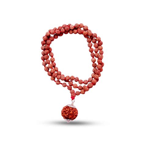 6 Mukhi Rudraksha With 5 Mukhi Rudraksha Mala – Shiv Kripa Rudraksha