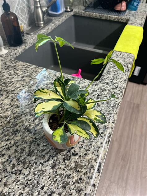 What is this plant? : r/plants