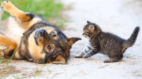 Cat and Dog Playing or Fighting: How Can You Tell? - Door Buddy