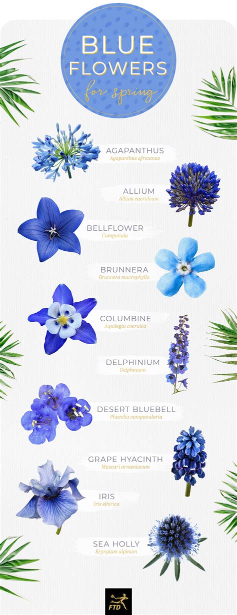 Types Of Light Blue Flowers