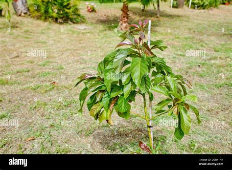 Image result for Small Avocado Tree