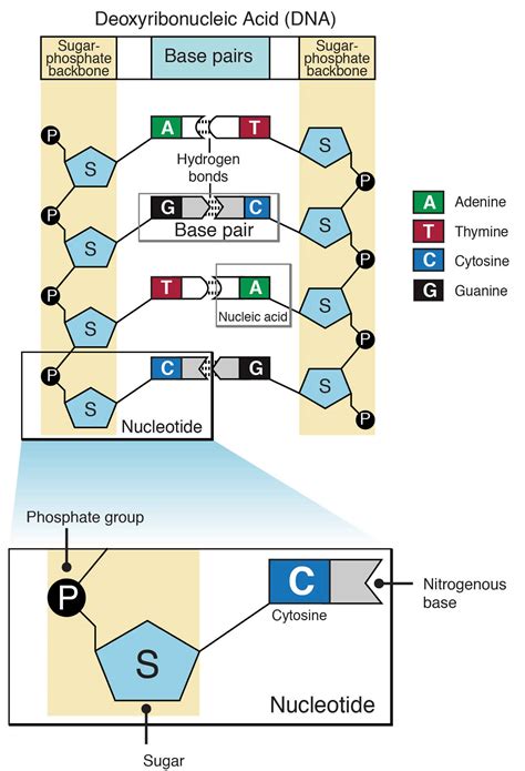 Nucleic acid definition, nucleic acid structure, function & types