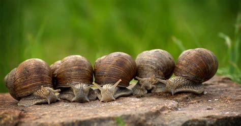 Are Snails Poisonous? A Definitive Guide - All Our Creatures