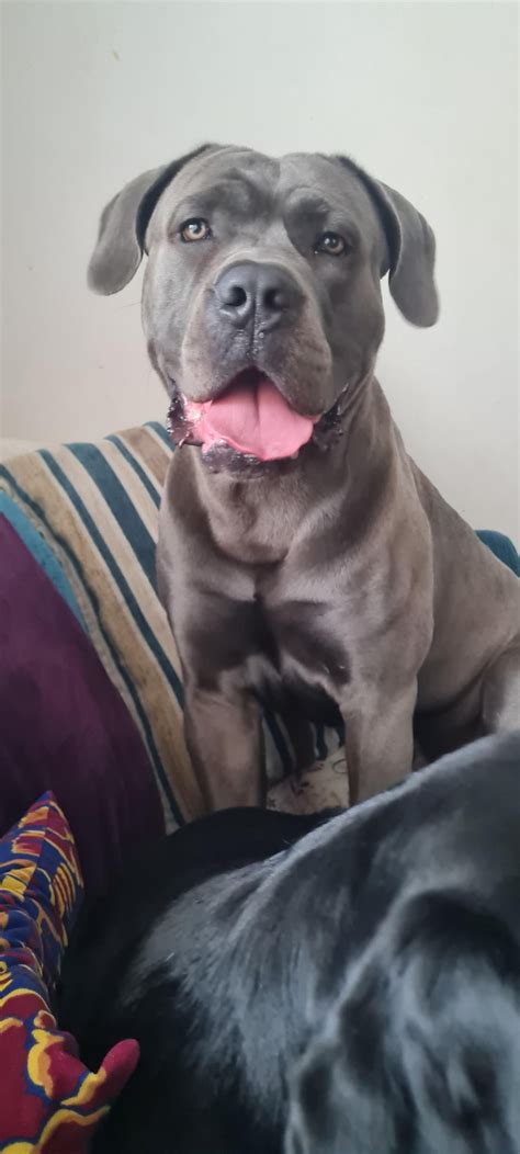 My cane corso pupper. His name is Groceries. : r/AbsoluteUnits