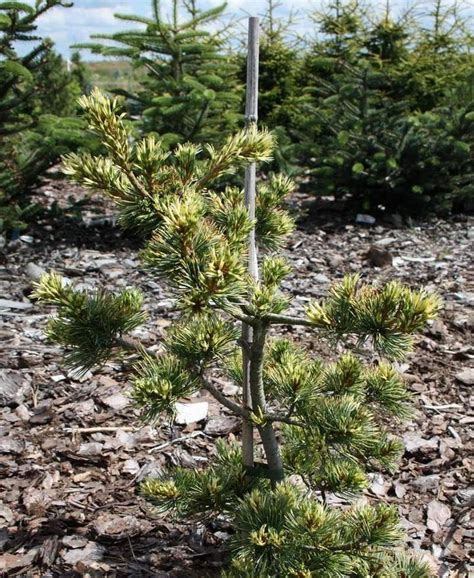 Pinus parviflora ‘Fukai’ | Питомник Тайга
