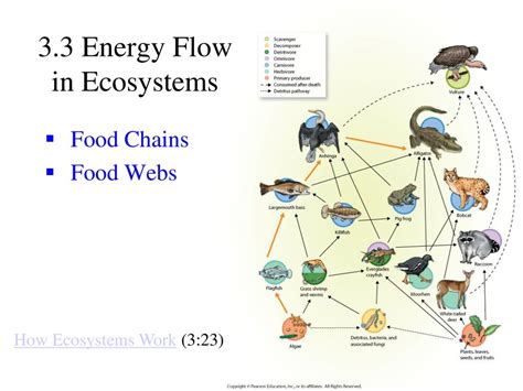Ecosystem Flow Chart 的图像结果