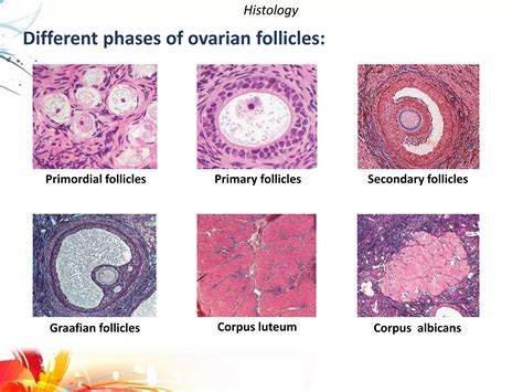 ovary - Anatomy, histology and embryological development of ovary | PPTX