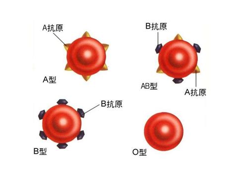 ABO血型检测试剂盒实验原理和操作方法！-上海信帆生物科技有限公司