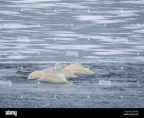 Beluga Whales Mating