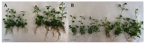 In Vitro Micropropagation, Rooting and Acclimatization of Two Agastache ...