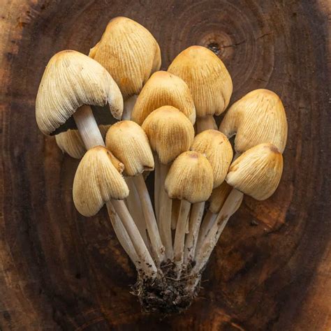 Coprinellus Micaceus