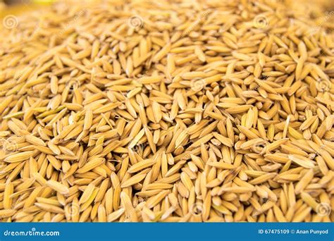 Close Up Yellow Rice Seed Nature Background Texture Stock Image - Image ...