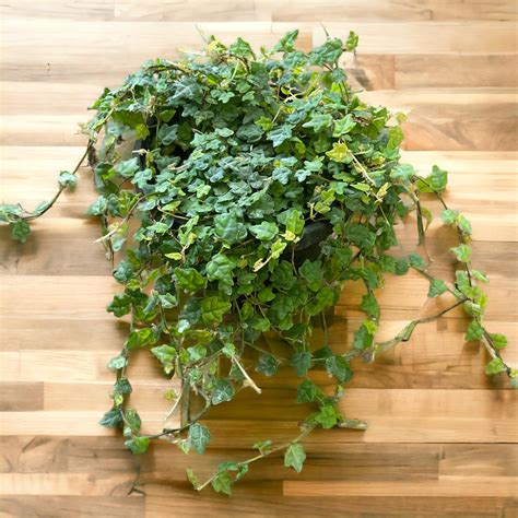 Ficus pumila var. quercifolia (String of Frogs) – Jordan's Jungle