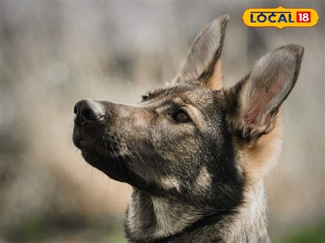 Dog In Islam: ఇస్లాం మతంలో కుక్కను పెంచుకోవడం నిషేధమా? పెంచుకునే వారికి ...