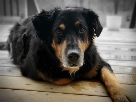 Labrador Berner Sennenhond Mix