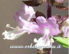 canella fiore erbe in cucina coltivare il basilico cannella canella fiore erbe in cucina coltivare il basilico cannella