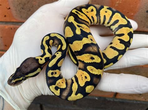 Pastel YellowBelly Ball Python by Crystal Palace Reptiles - MorphMarket