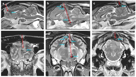 Pathophysiology of Penetrating Captive Bolt Stunning in Horned and ...
