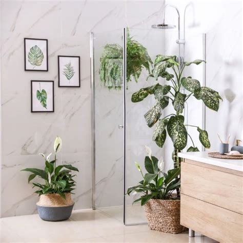 30 Best Plants for Bathroom - Dryer Enthusiast