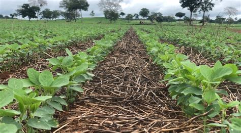 No-Till Gardening Techniques 的图像结果